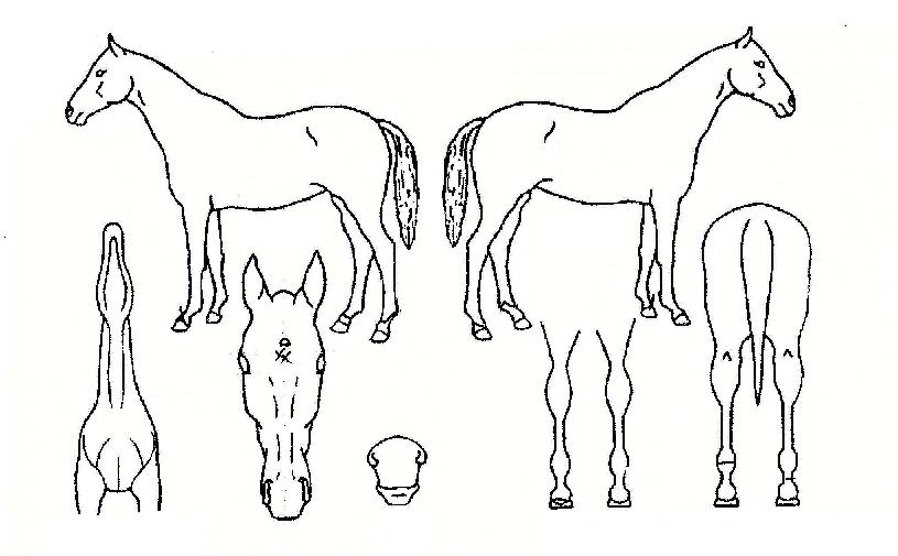 ¹ÂÁîÀÇ Ãø¸é,¿ì¸é,µÞ¸é,µÎ»ó,´Ù¸®ÀÇ Æ¯Â¡µµÇØ