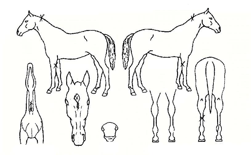 ¹«¸²³¶ÀÚÀÇ Ãø¸é,¿ì¸é,µÞ¸é,µÎ»ó,´Ù¸®ÀÇ Æ¯Â¡µµÇØ