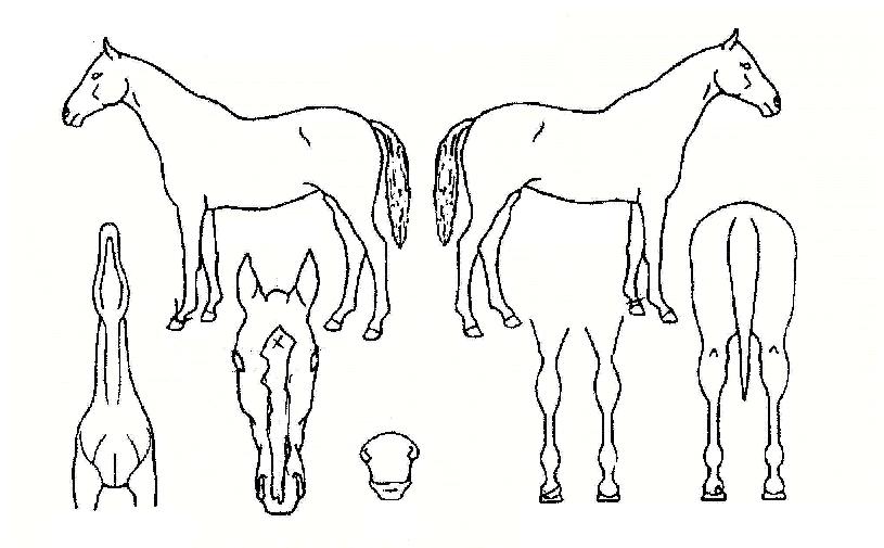 ĸƾÀÇ Ãø¸é,¿ì¸é,µÞ¸é,µÎ»ó,´Ù¸®ÀÇ Æ¯Â¡µµÇØ