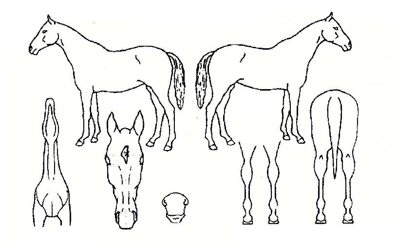 »ê¼ºÀ¸¶äÀÇ Ãø¸é,¿ì¸é,µÞ¸é,µÎ»ó,´Ù¸®ÀÇ Æ¯Â¡µµÇØ