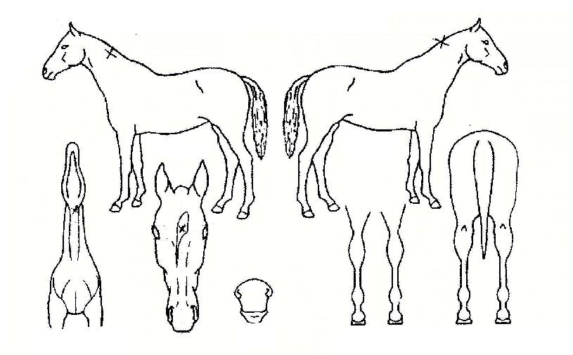 �۷θ������� ����,���,�޸�,�λ�,�ٸ��� Ư¡����