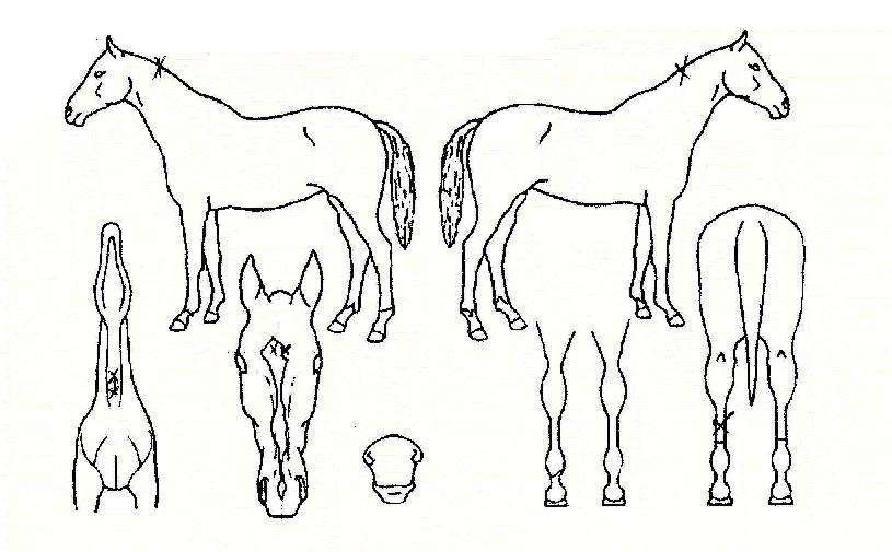 ������ ����,���,�޸�,�λ�,�ٸ��� Ư¡����