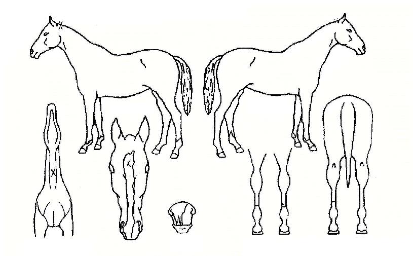 ±ÝžÀÚ¸¶ÀÇ Ãø¸é,¿ì¸é,µÞ¸é,µÎ»ó,´Ù¸®ÀÇ Æ¯Â¡µµÇØ