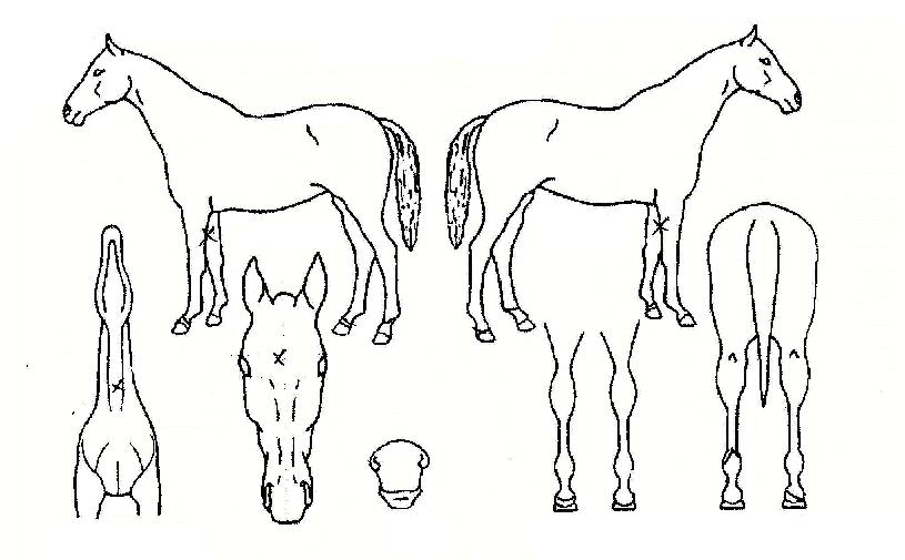 µ¥Áö½º°ÍÀÚ¸¶ÀÇ Ãø¸é,¿ì¸é,µÞ¸é,µÎ»ó,´Ù¸®ÀÇ Æ¯Â¡µµÇØ