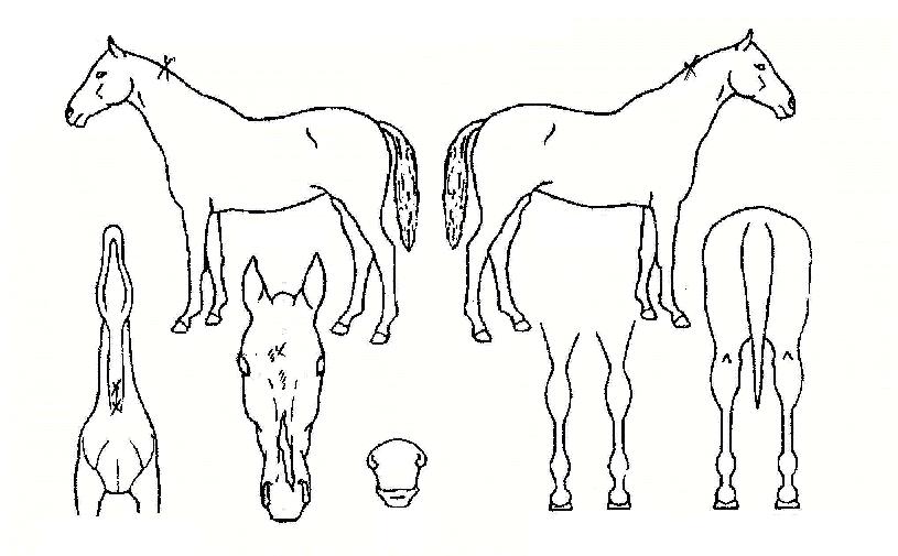 ���ð��ڸ��� ����,���,�޸�,�λ�,�ٸ��� Ư¡����