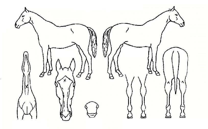 �걺�ڸ��� ����,���,�޸�,�λ�,�ٸ��� Ư¡����