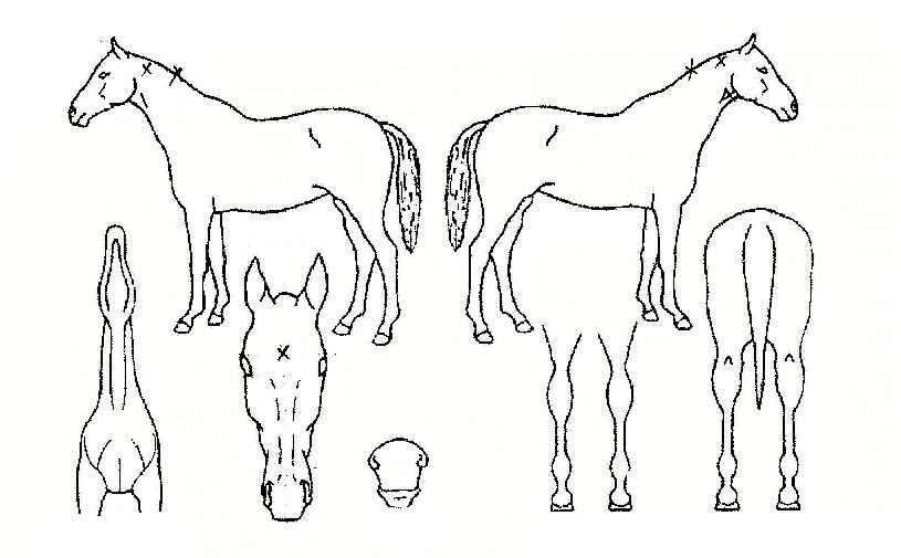 ����ȸ���� ����,���,�޸�,�λ�,�ٸ��� Ư¡����