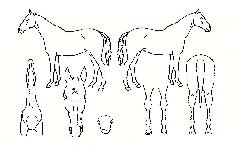 �����꼺�� ����,���,�޸�,�λ�,�ٸ��� Ư¡����