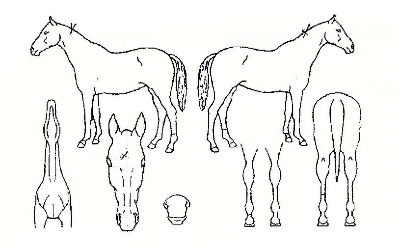 �����ϸ��� ����,���,�޸�,�λ�,�ٸ��� Ư¡����