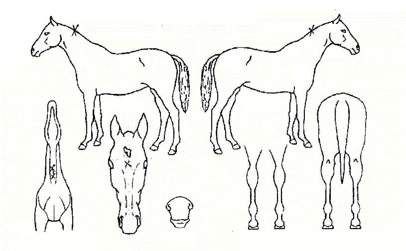 ���ɽ����� ����,���,�޸�,�λ�,�ٸ��� Ư¡����