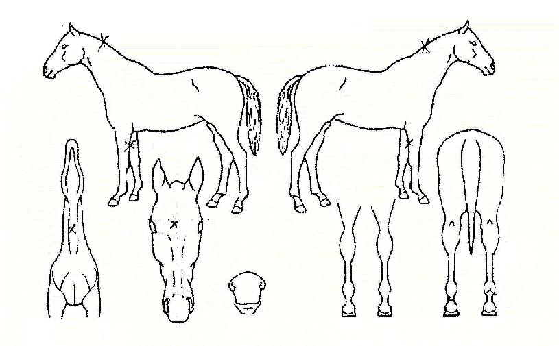 ���������� ����,���,�޸�,�λ�,�ٸ��� Ư¡����