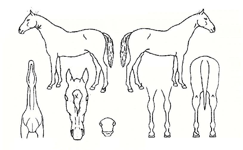 �������� ����,���,�޸�,�λ�,�ٸ��� Ư¡����