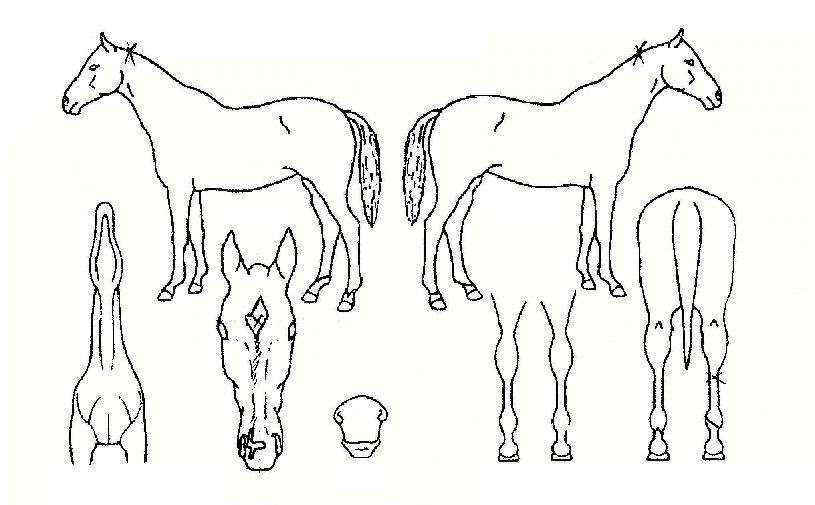 ���鵵���� ����,���,�޸�,�λ�,�ٸ��� Ư¡����