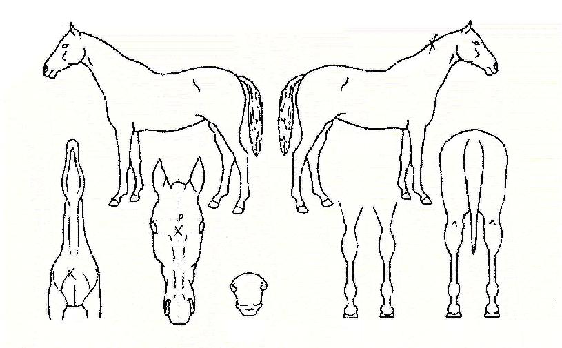 �������� ����,���,�޸�,�λ�,�ٸ��� Ư¡����