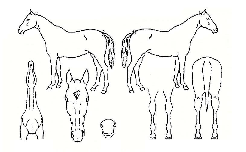 ÇØµ¸´Â¾ð´öÀÚ¸¶ÀÇ Ãø¸é,¿ì¸é,µÞ¸é,µÎ»ó,´Ù¸®ÀÇ Æ¯Â¡µµÇØ