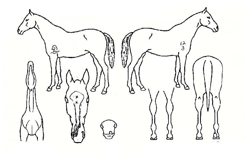 ������ ����,���,�޸�,�λ�,�ٸ��� Ư¡����