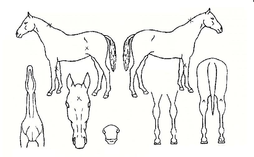 �극��ũ�ƿ��ڸ��� ����,���,�޸�,�λ�,�ٸ��� Ư¡����