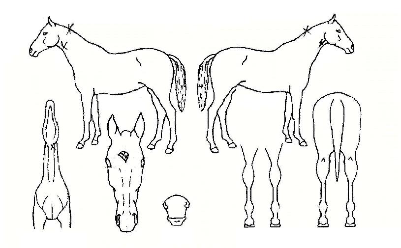 �Ŀ��÷����� ����,���,�޸�,�λ�,�ٸ��� Ư¡����