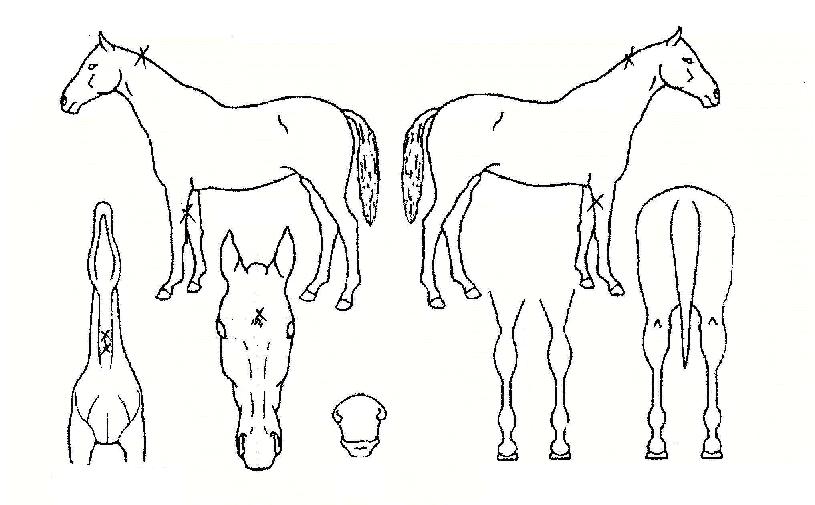 ���������� ����,���,�޸�,�λ�,�ٸ��� Ư¡����