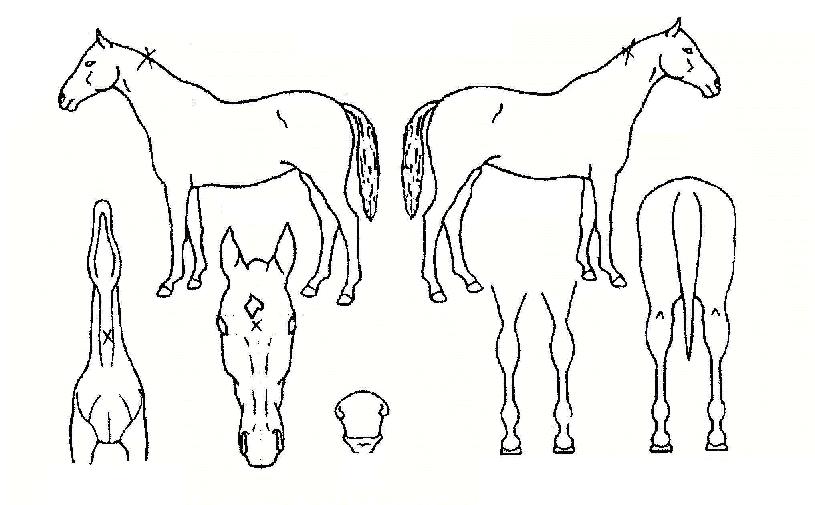 ±ÝµÎ·¹ÀÇ Ãø¸é,¿ì¸é,µÞ¸é,µÎ»ó,´Ù¸®ÀÇ Æ¯Â¡µµÇØ