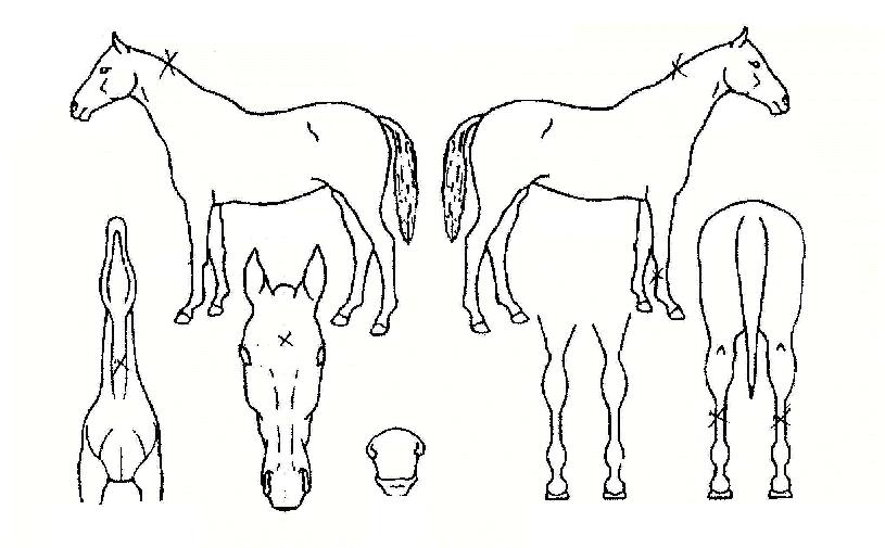 ·Î½ºÆ®¸¾ÀÇ Ãø¸é,¿ì¸é,µÞ¸é,µÎ»ó,´Ù¸®ÀÇ Æ¯Â¡µµÇØ