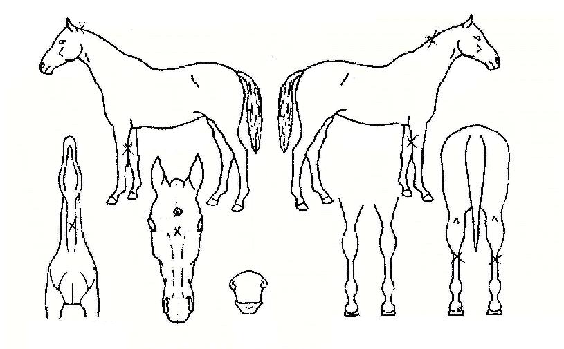 �����ϵ��� ����,���,�޸�,�λ�,�ٸ��� Ư¡����