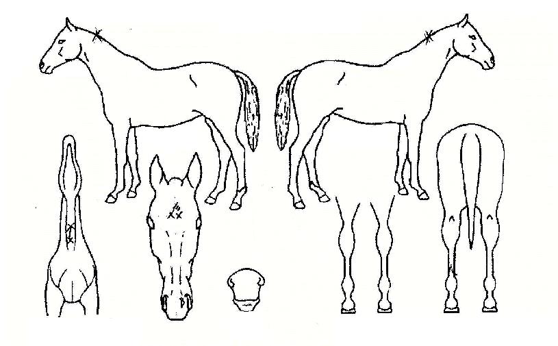 �պ�õ�� ����,���,�޸�,�λ�,�ٸ��� Ư¡����