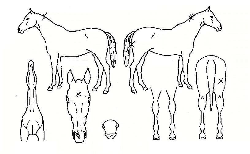 �����ũ�� ����,���,�޸�,�λ�,�ٸ��� Ư¡����