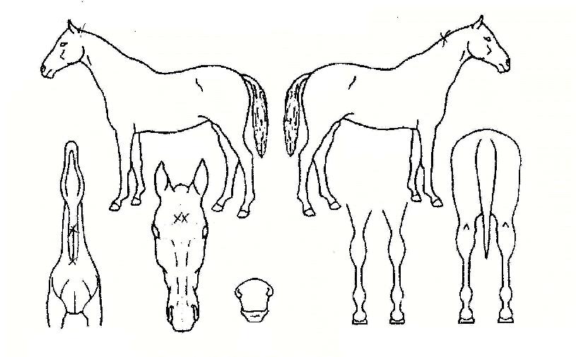 ÄýÆÄÀÌÆ®ÀÇ Ãø¸é,¿ì¸é,µÞ¸é,µÎ»ó,´Ù¸®ÀÇ Æ¯Â¡µµÇØ