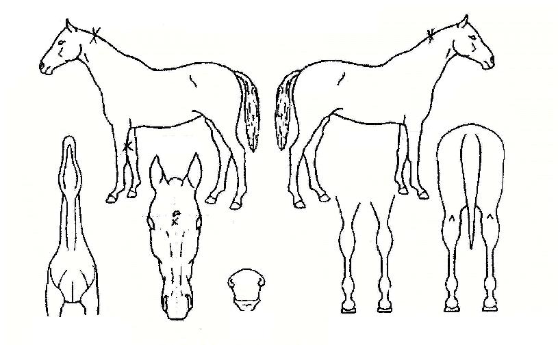 ÀϵÈÀÇ Ãø¸é,¿ì¸é,µÞ¸é,µÎ»ó,´Ù¸®ÀÇ Æ¯Â¡µµÇØ