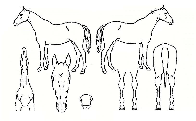 ���������� ����,���,�޸�,�λ�,�ٸ��� Ư¡����