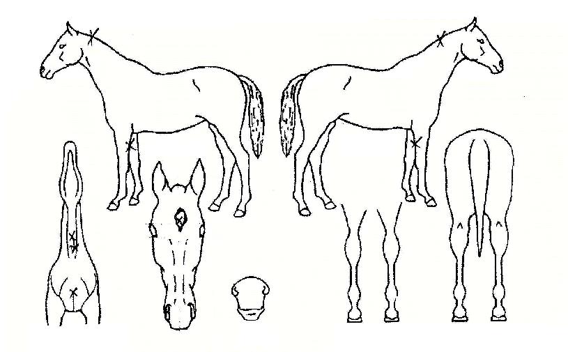 ÀÌ±Û½ÃÆ¼ÀÇ Ãø¸é,¿ì¸é,µÞ¸é,µÎ»ó,´Ù¸®ÀÇ Æ¯Â¡µµÇØ