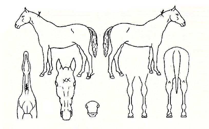 Çà¿î¸ôÀÌÀÇ Ãø¸é,¿ì¸é,µÞ¸é,µÎ»ó,´Ù¸®ÀÇ Æ¯Â¡µµÇØ