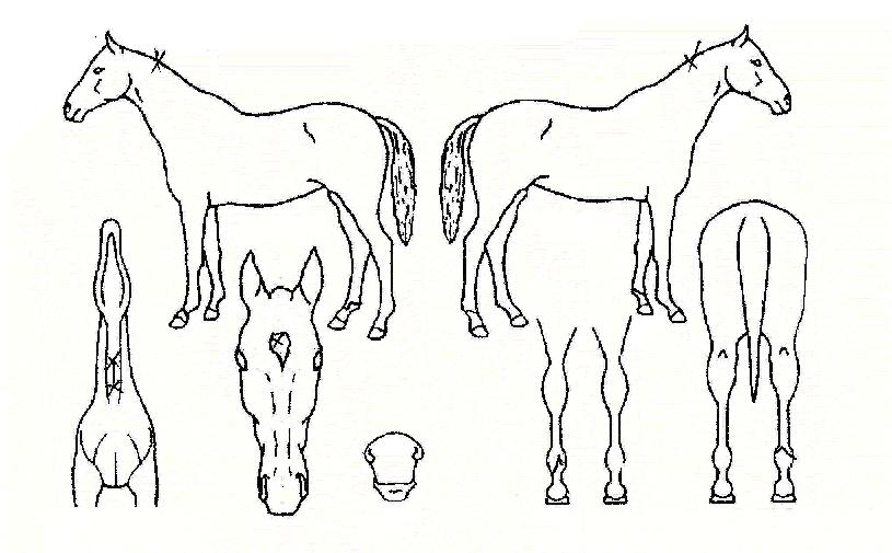 �ص��Ǻ��� ����,���,�޸�,�λ�,�ٸ��� Ư¡����