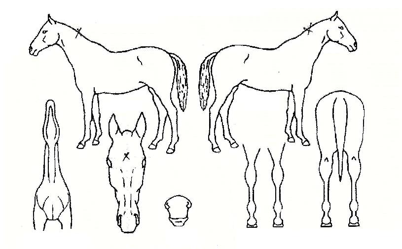 ¿ÍÀϵå·çºñÀÇ Ãø¸é,¿ì¸é,µÞ¸é,µÎ»ó,´Ù¸®ÀÇ Æ¯Â¡µµÇØ