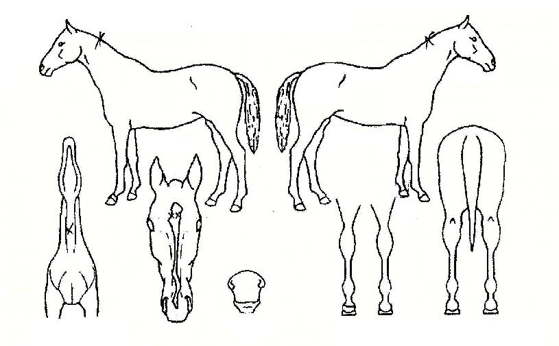 ¾ßÀü»ç·É°üÀÇ Ãø¸é,¿ì¸é,µÞ¸é,µÎ»ó,´Ù¸®ÀÇ Æ¯Â¡µµÇØ