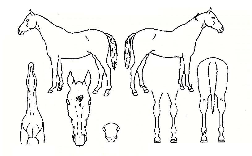 �ݵ������ ����,���,�޸�,�λ�,�ٸ��� Ư¡����