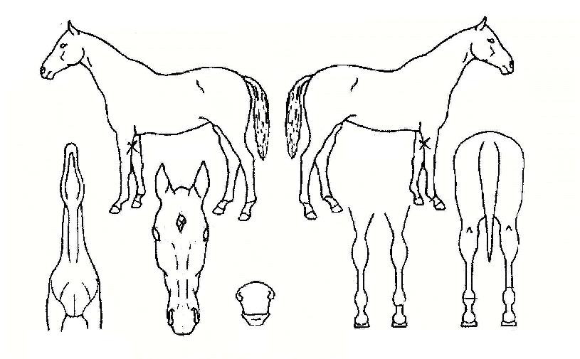 ¸ÅÁ÷ÁªÀÇ Ãø¸é,¿ì¸é,µÞ¸é,µÎ»ó,´Ù¸®ÀÇ Æ¯Â¡µµÇØ