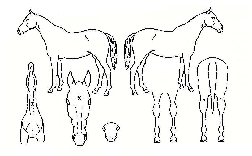 ���ո����� ����,���,�޸�,�λ�,�ٸ��� Ư¡����