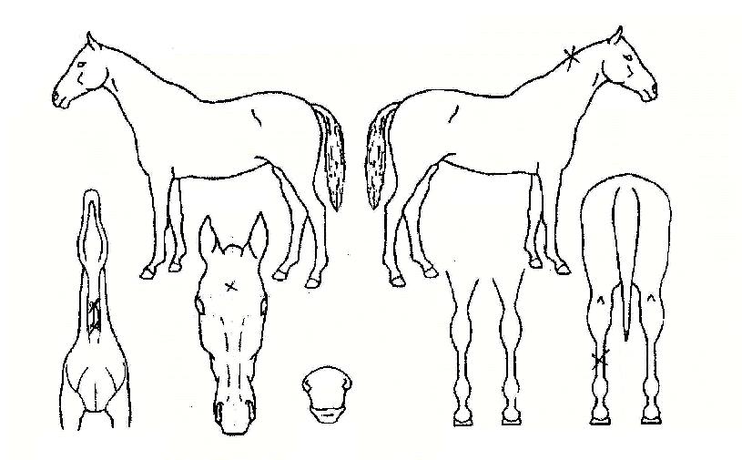 »ç¸£³ªÆ®ÀÇ Ãø¸é,¿ì¸é,µÞ¸é,µÎ»ó,´Ù¸®ÀÇ Æ¯Â¡µµÇØ