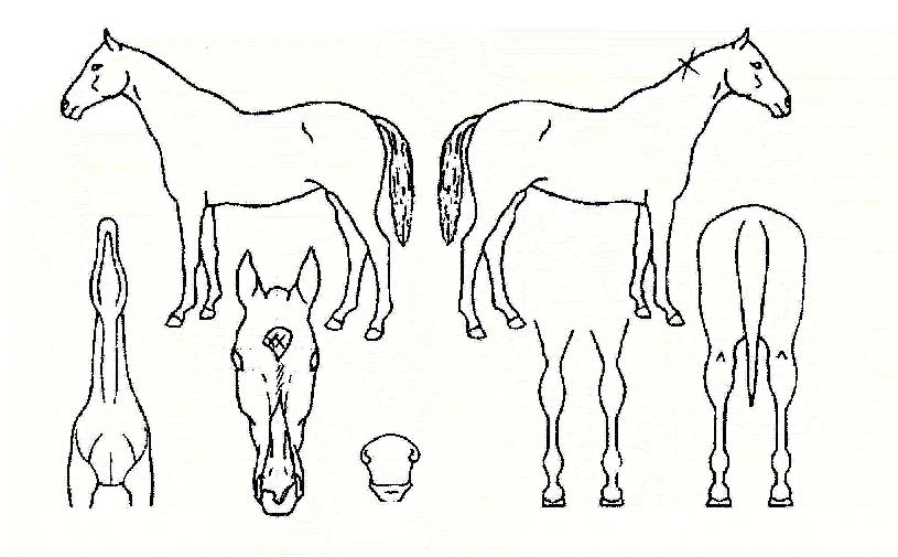 ��õ�Ǽ����� ����,���,�޸�,�λ�,�ٸ��� Ư¡����