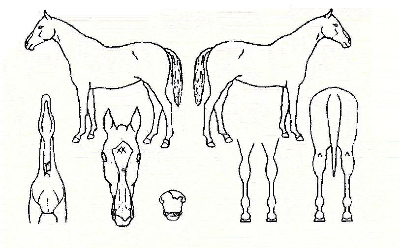 ·°Å°½º¸¶ÀÏÀÇ Ãø¸é,¿ì¸é,µÞ¸é,µÎ»ó,´Ù¸®ÀÇ Æ¯Â¡µµÇØ