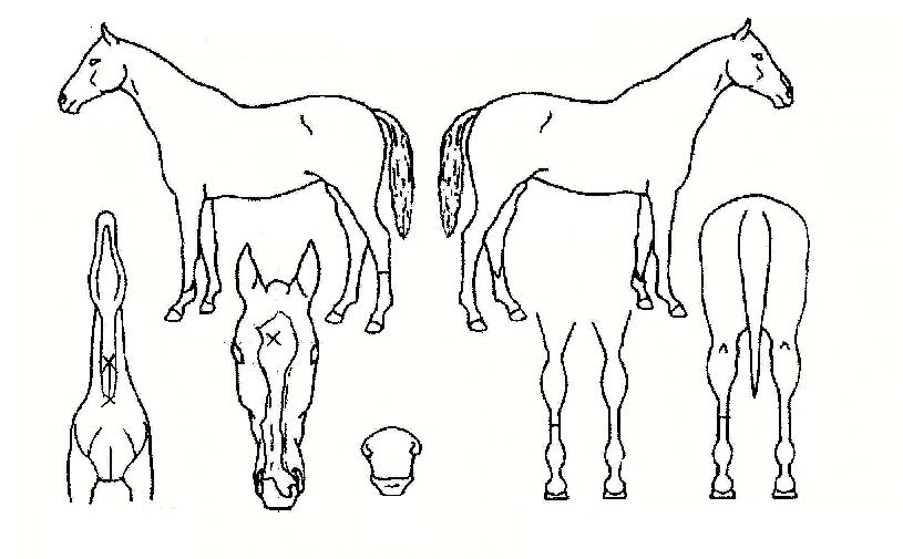 õ���뼺�� ����,���,�޸�,�λ�,�ٸ��� Ư¡����