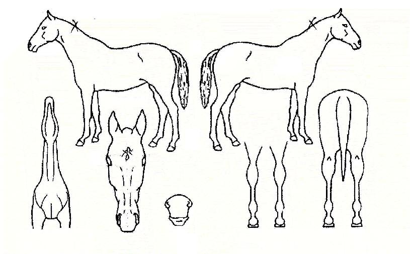 Ȱ�¹����� ����,���,�޸�,�λ�,�ٸ��� Ư¡����