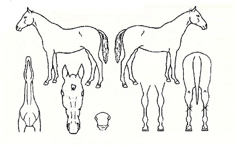 �Ŀ���ƽ�� ����,���,�޸�,�λ�,�ٸ��� Ư¡����