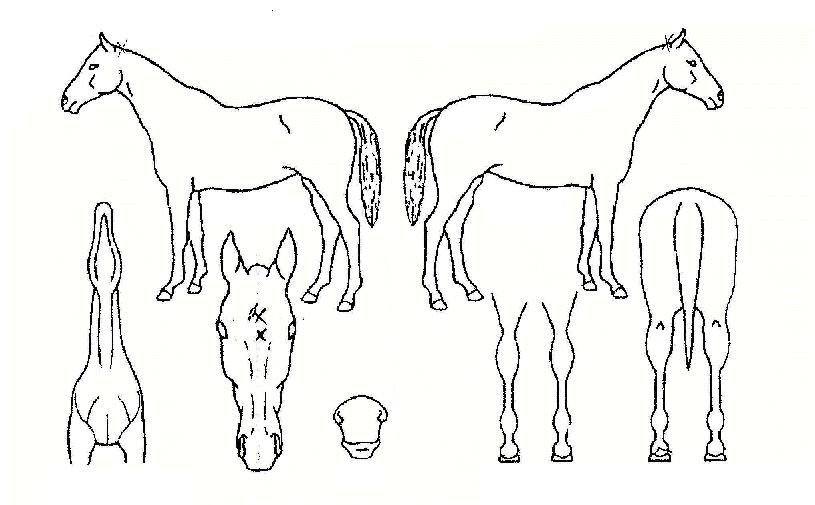 �ְ������� ����,���,�޸�,�λ�,�ٸ��� Ư¡����