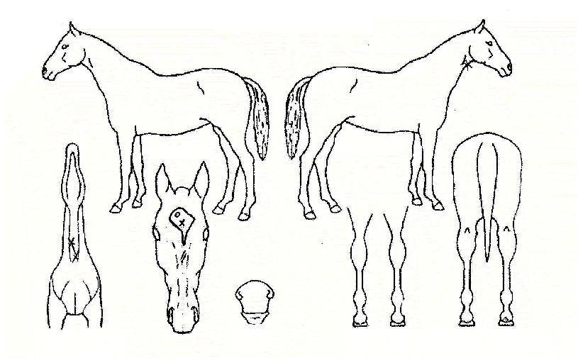 õµÕÀÇ Ãø¸é,¿ì¸é,µÞ¸é,µÎ»ó,´Ù¸®ÀÇ Æ¯Â¡µµÇØ