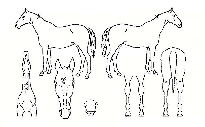 õ����ȣ�� ����,���,�޸�,�λ�,�ٸ��� Ư¡����