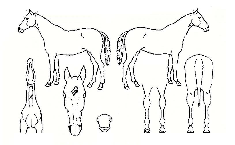 »ç¿ù»êÀÇ Ãø¸é,¿ì¸é,µÞ¸é,µÎ»ó,´Ù¸®ÀÇ Æ¯Â¡µµÇØ