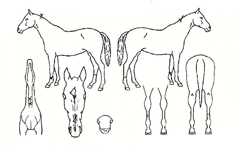 ��Ź��ڸ��� ����,���,�޸�,�λ�,�ٸ��� Ư¡����